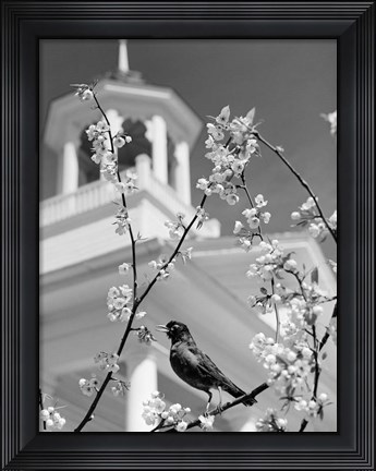 Framed 1950s Robin Perched On Blossoming Print