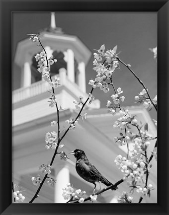 Framed 1950s Robin Perched On Blossoming Print