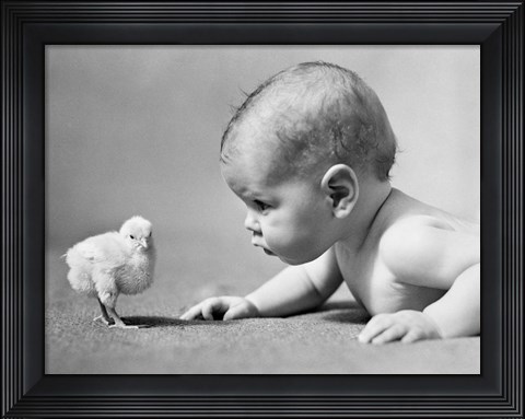 Framed 1930s Human Baby Face To Face With Baby Chick Print
