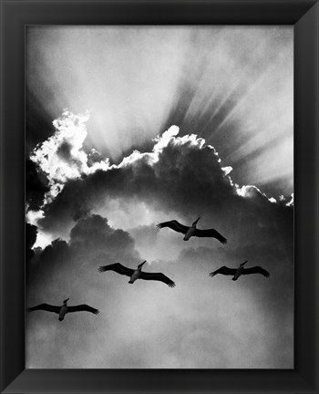 Framed Birds In Sky Flying Print