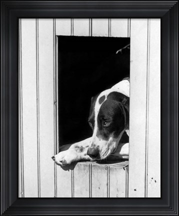 Framed 1930s Hunting Dog Pointer Looking Out Of His Doghouse Print