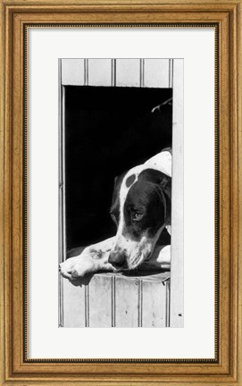 Framed 1930s Hunting Dog Pointer Looking Out Of His Doghouse Print