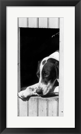 Framed 1930s Hunting Dog Pointer Looking Out Of His Doghouse Print