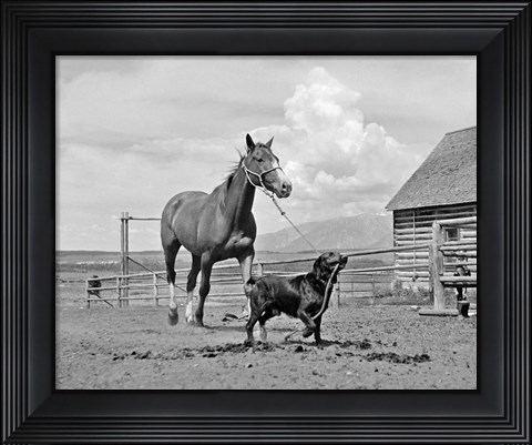 Framed 1950s 1960s Black Dog Leading Horse By Holding Rope Print