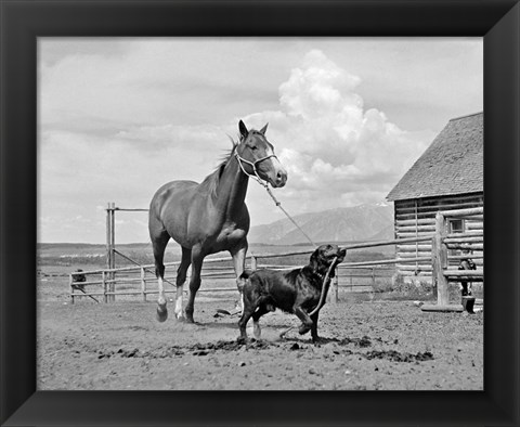 Framed 1950s 1960s Black Dog Leading Horse By Holding Rope Print