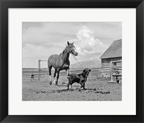 Framed 1950s 1960s Black Dog Leading Horse By Holding Rope Print