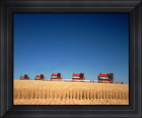 Framed 1970s Five Massey Ferguson Combines Harvesting Wheat Nebraska Usa Print