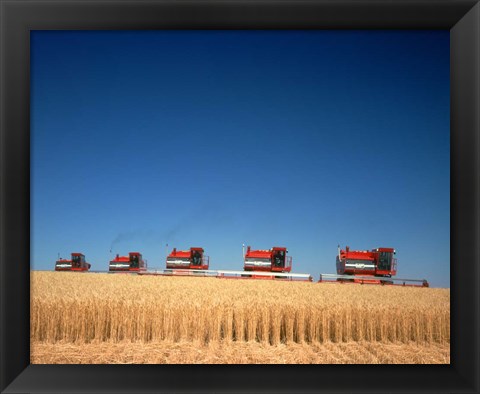 Framed 1970s Five Massey Ferguson Combines Harvesting Wheat Nebraska Usa Print