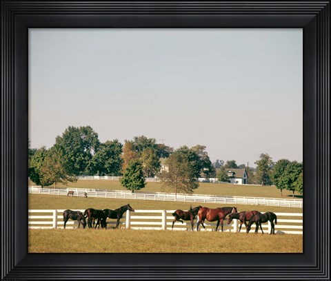 Framed 1990S Group Of Horses Beside White Pasture Fence Print