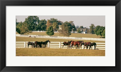 Framed 1990S Group Of Horses Beside White Pasture Fence Print