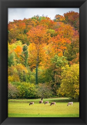 Framed Peaceful Pasture Print