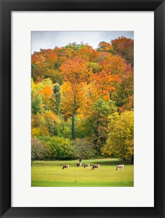 Framed Peaceful Pasture Print