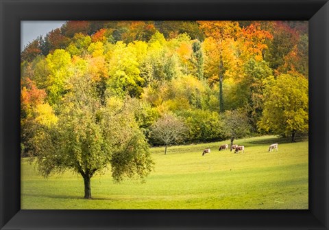 Framed Peaceful Pasture II Print