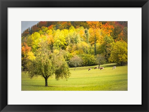 Framed Peaceful Pasture II Print