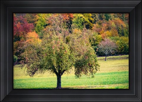 Framed Tree in the Pasture Print