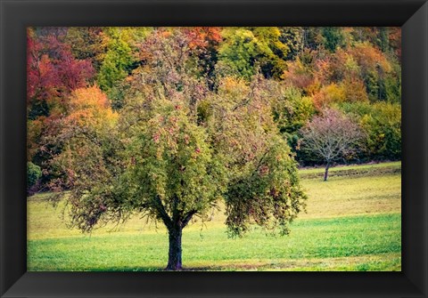 Framed Tree in the Pasture Print