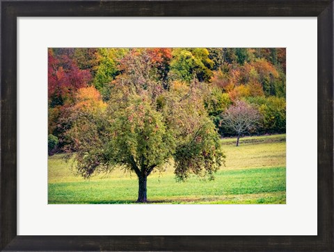 Framed Tree in the Pasture Print