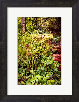 Framed Black Forest River Bank Print