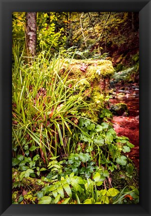 Framed Black Forest River Bank Print