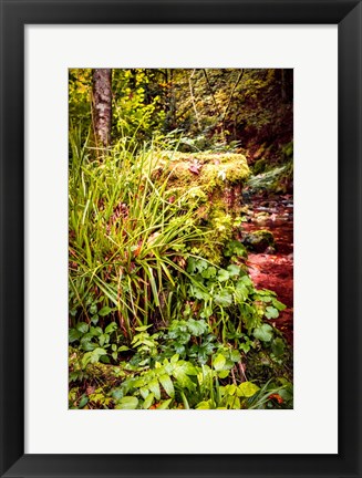 Framed Black Forest River Bank Print