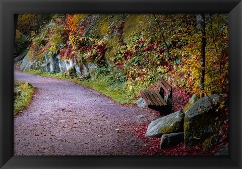 Framed Black Forest Path Print