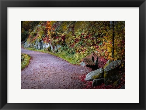 Framed Black Forest Path Print