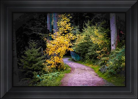 Framed Black Forest Path II Print