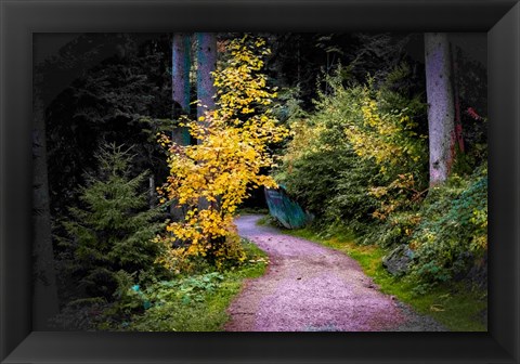 Framed Black Forest Path II Print