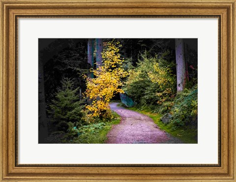 Framed Black Forest Path II Print