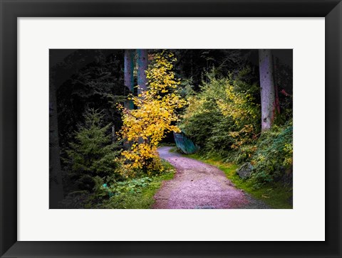 Framed Black Forest Path II Print