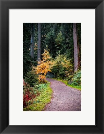 Framed Black Forest Path III Print