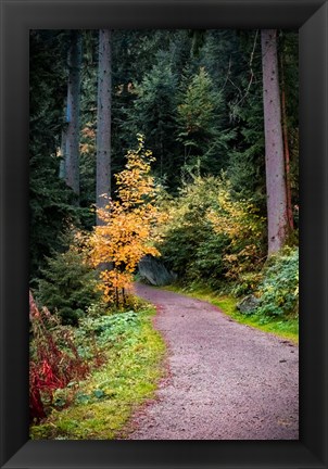 Framed Black Forest Path III Print