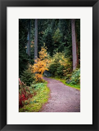 Framed Black Forest Path III Print