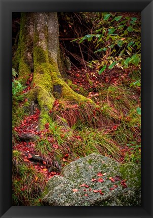 Framed Along the Forest Path Print