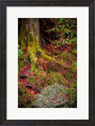 Framed Along the Forest Path Print