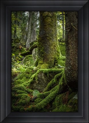 Framed Ancient Forest Print