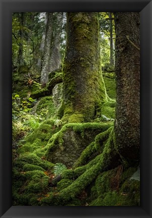 Framed Ancient Forest Print