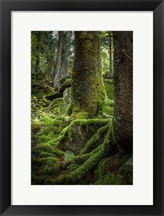 Framed Ancient Forest Print