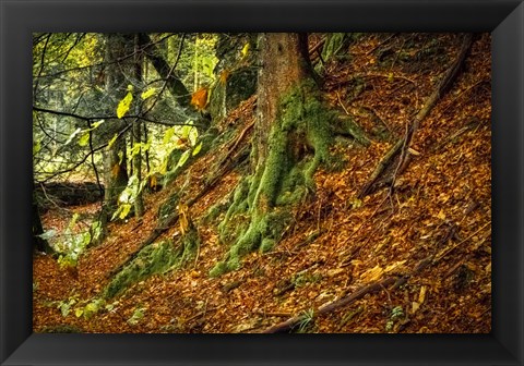 Framed Ancient Trees Print