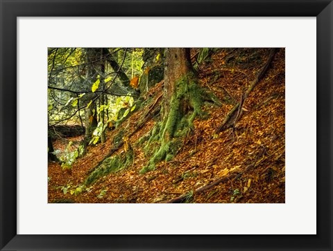 Framed Ancient Trees Print