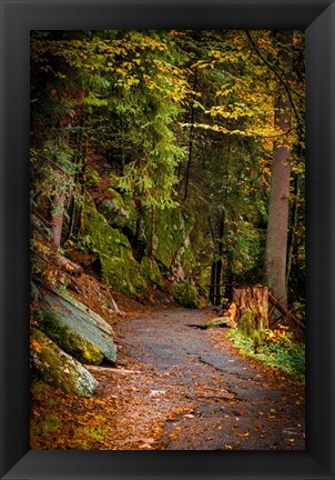 Framed Foret Path Print