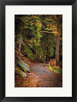 Framed Foret Path Print