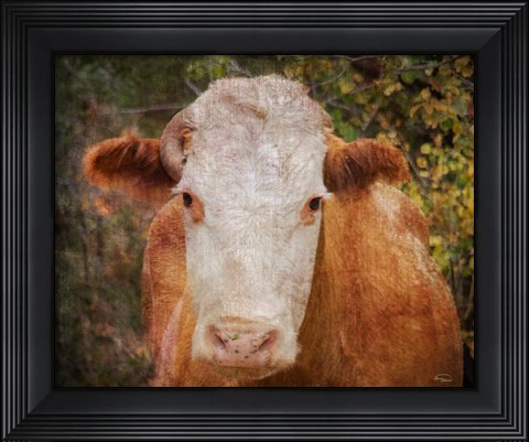 Framed It&#39;s Been a Tough Life Darlin Print