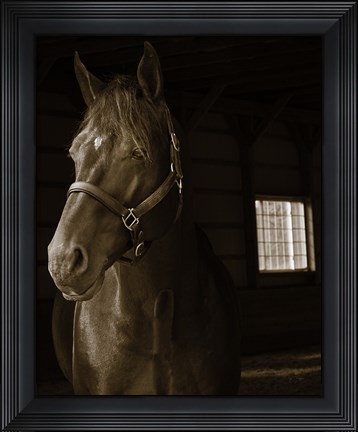Framed Out of the Shadows Print