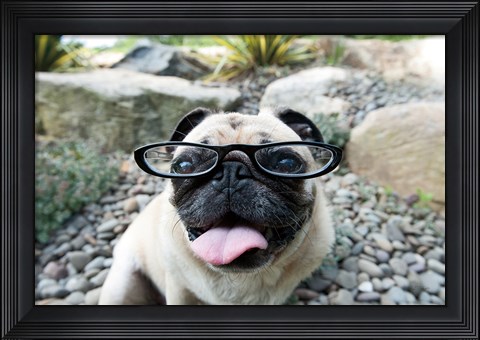 Framed Four Eyes Print