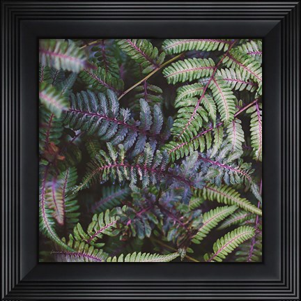 Framed Funky Ferns V Print