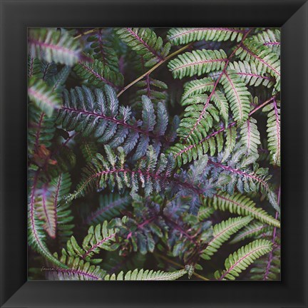 Framed Funky Ferns V Print