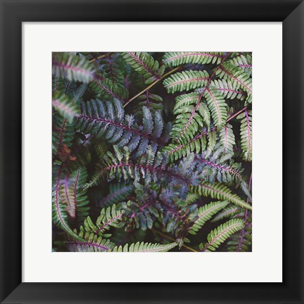 Framed Funky Ferns V Print