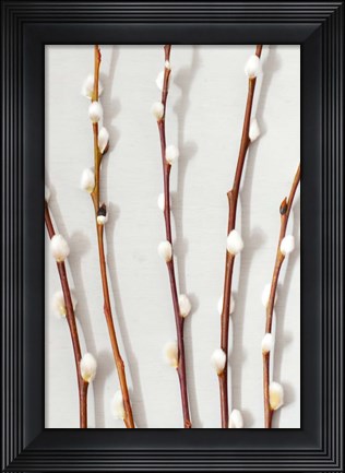 Framed Willow - Pussy Palm Print