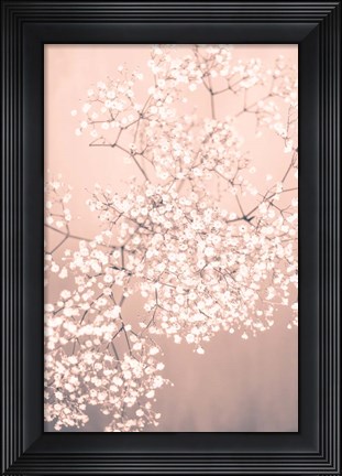 Framed Pink Gyposphilia Print